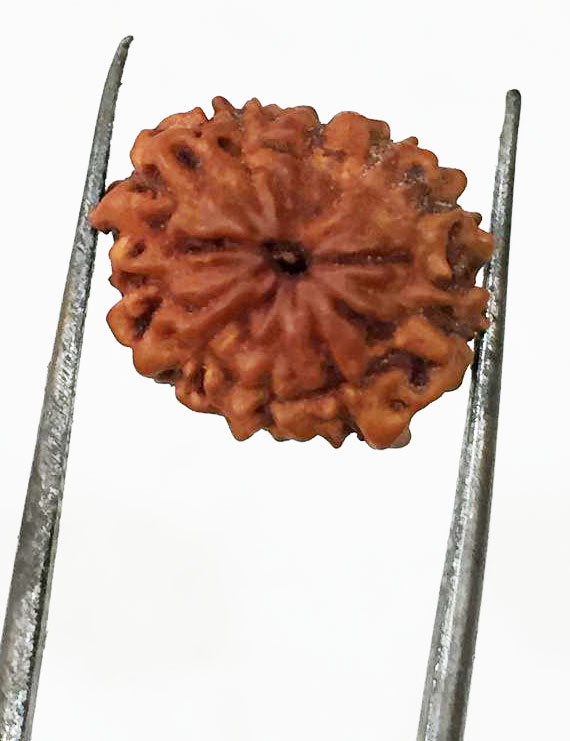 10 Mukhi Certified Rudraksha (Indonesia Origin) Size- 13mm